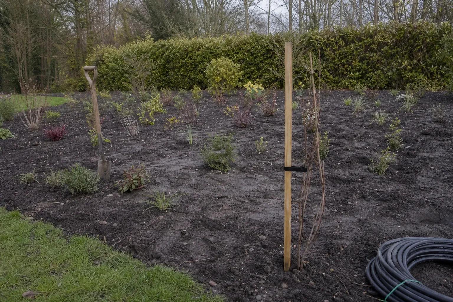 Freshly planted border with bare mulch between small plants, a staked whip and a spade left standing